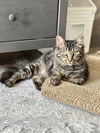 adoptable Cat in  named Millie Knox
