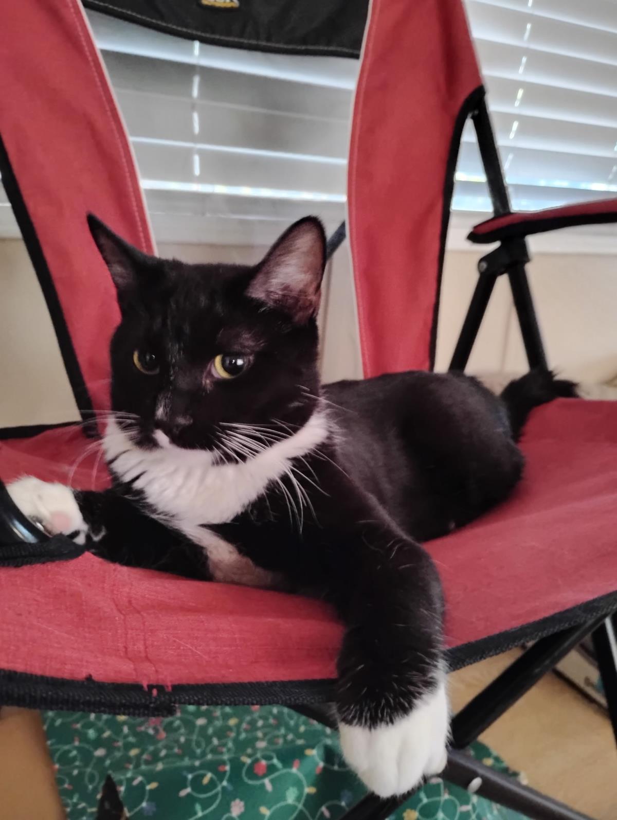 Photo of Handsome Blaylock