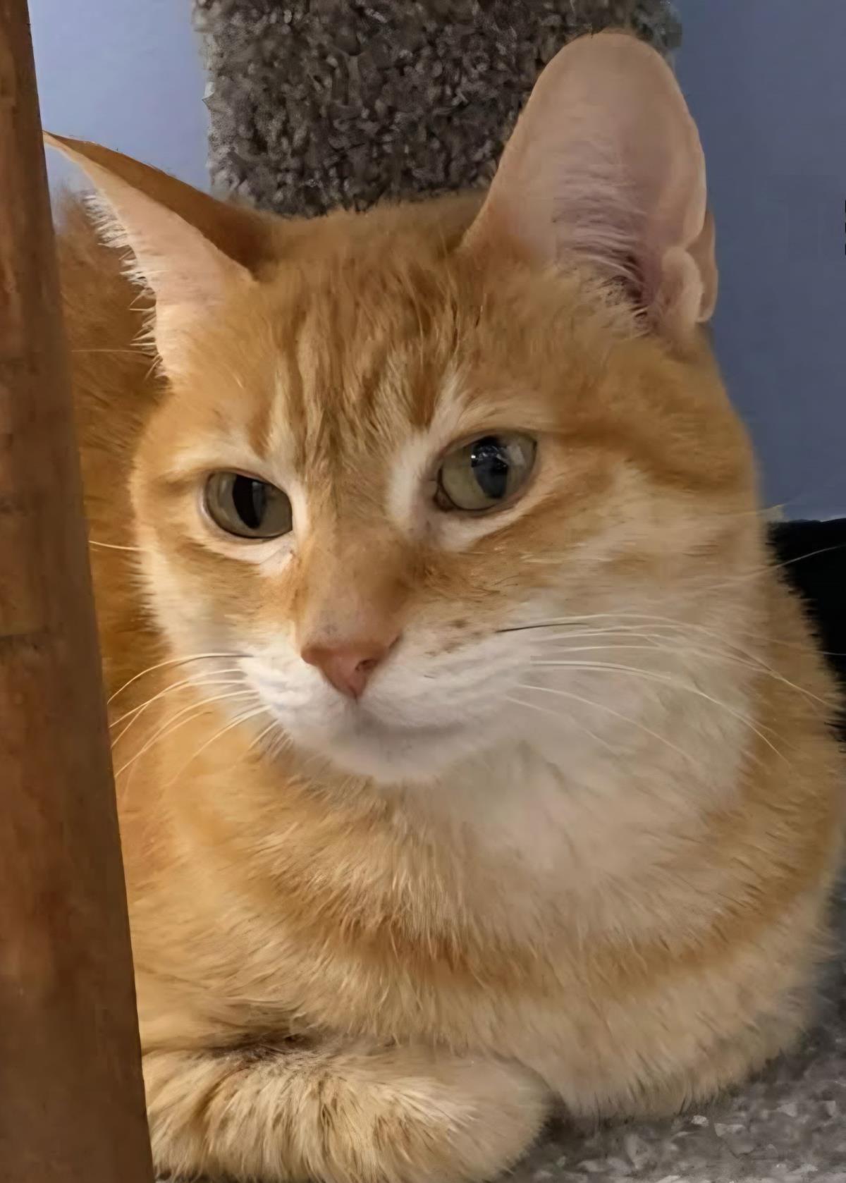 Photo of Tangerine Fulton