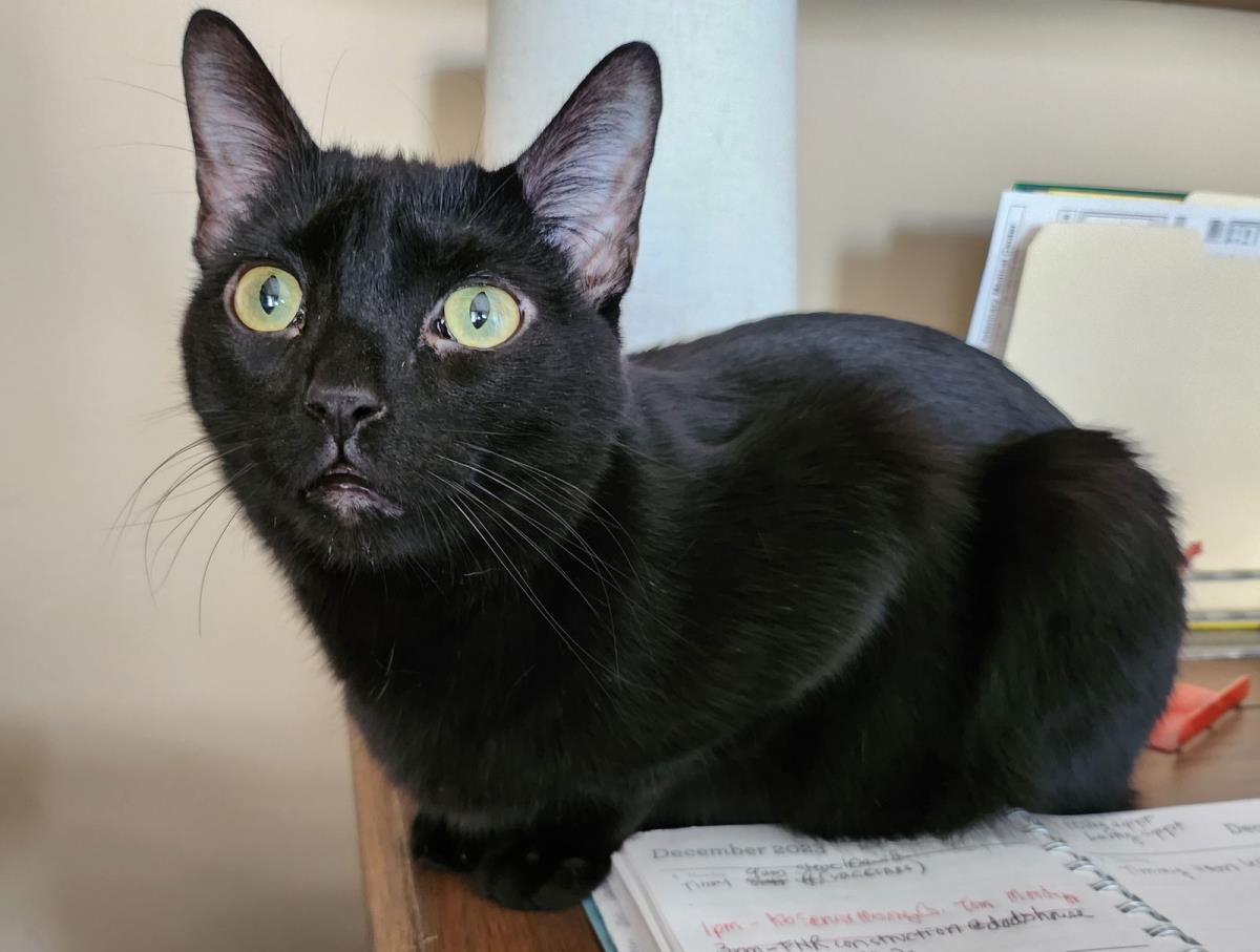 Photo of Aspen Spinel