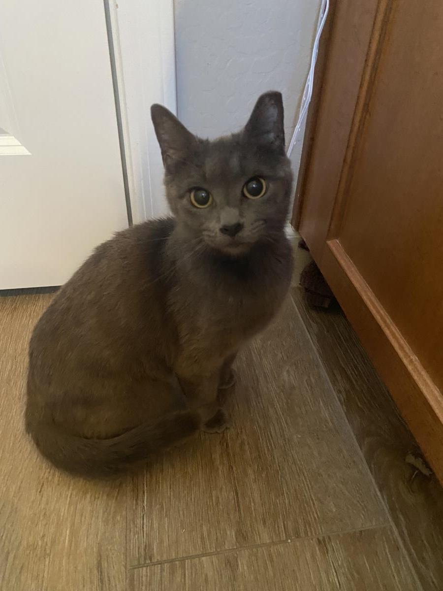 Photo of Misty Gray