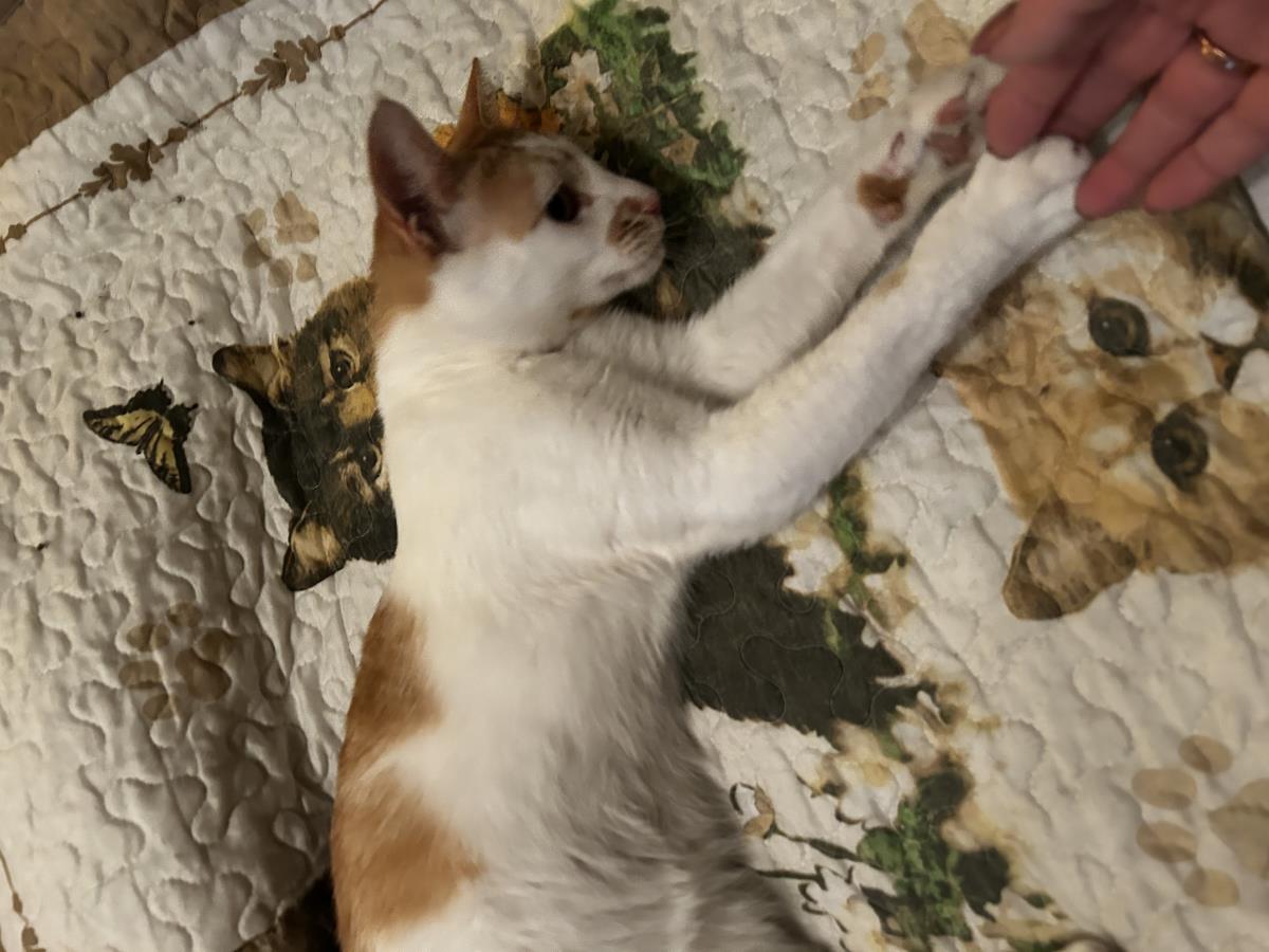 Photo of Squeaky Mcsqueak