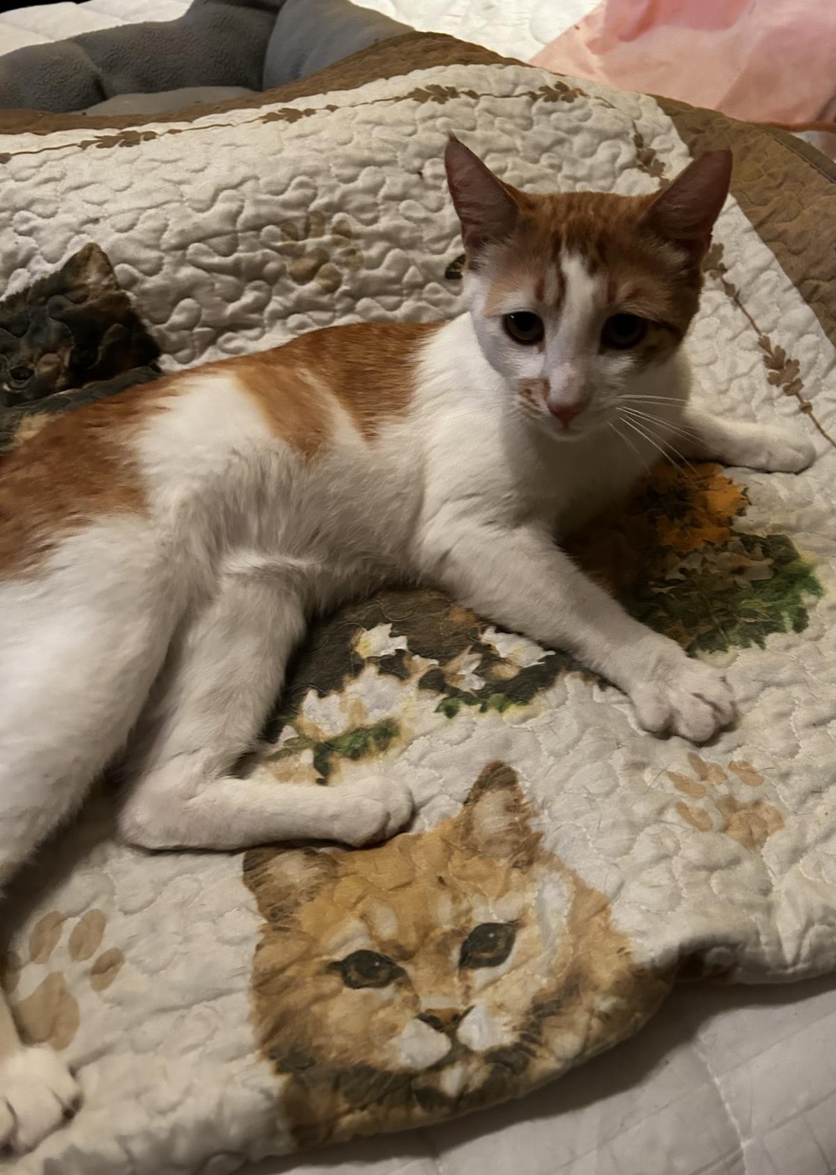 Photo of Squeaky Mcsqueak