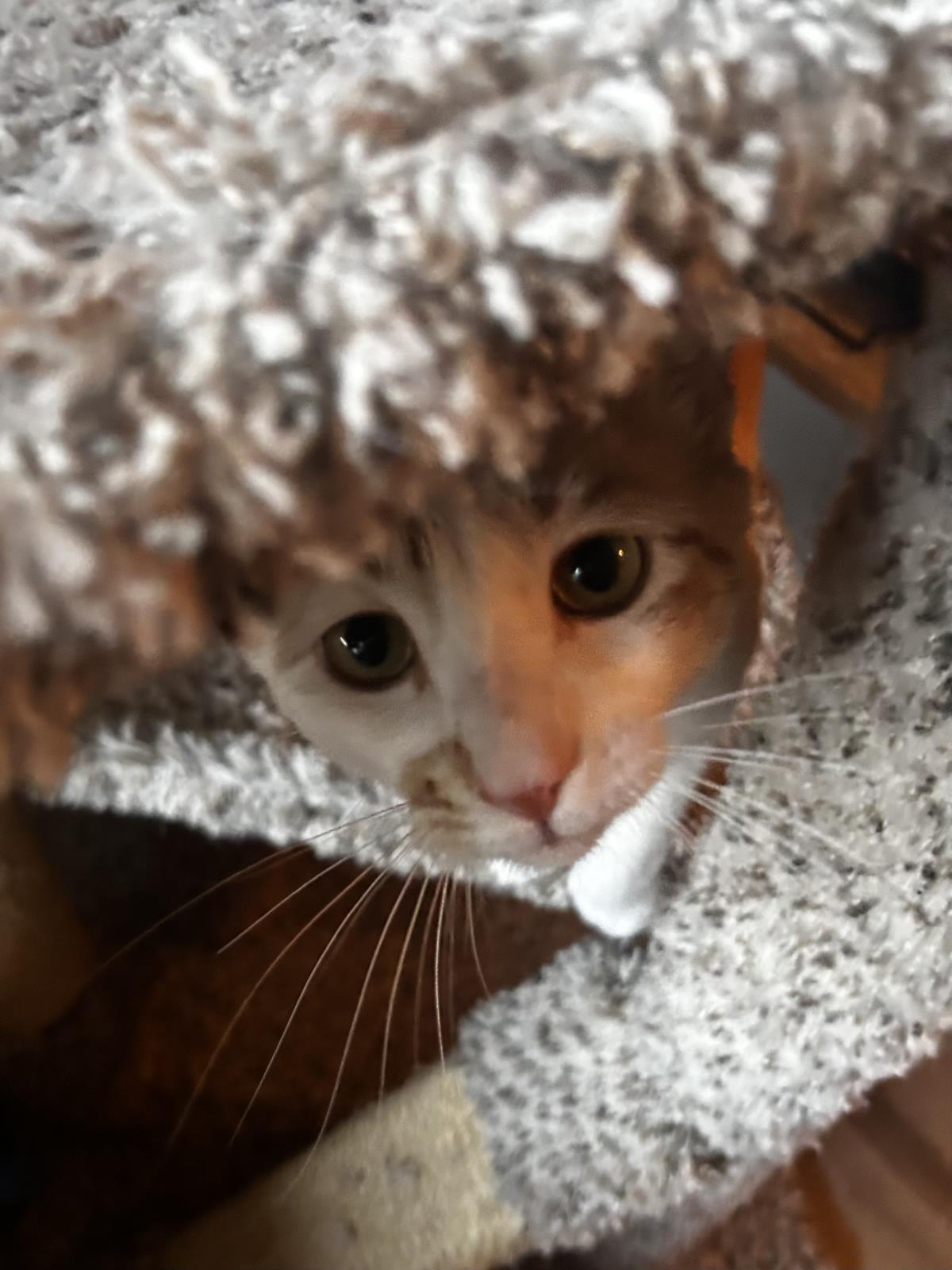 Photo of Squeaky Mcsqueak