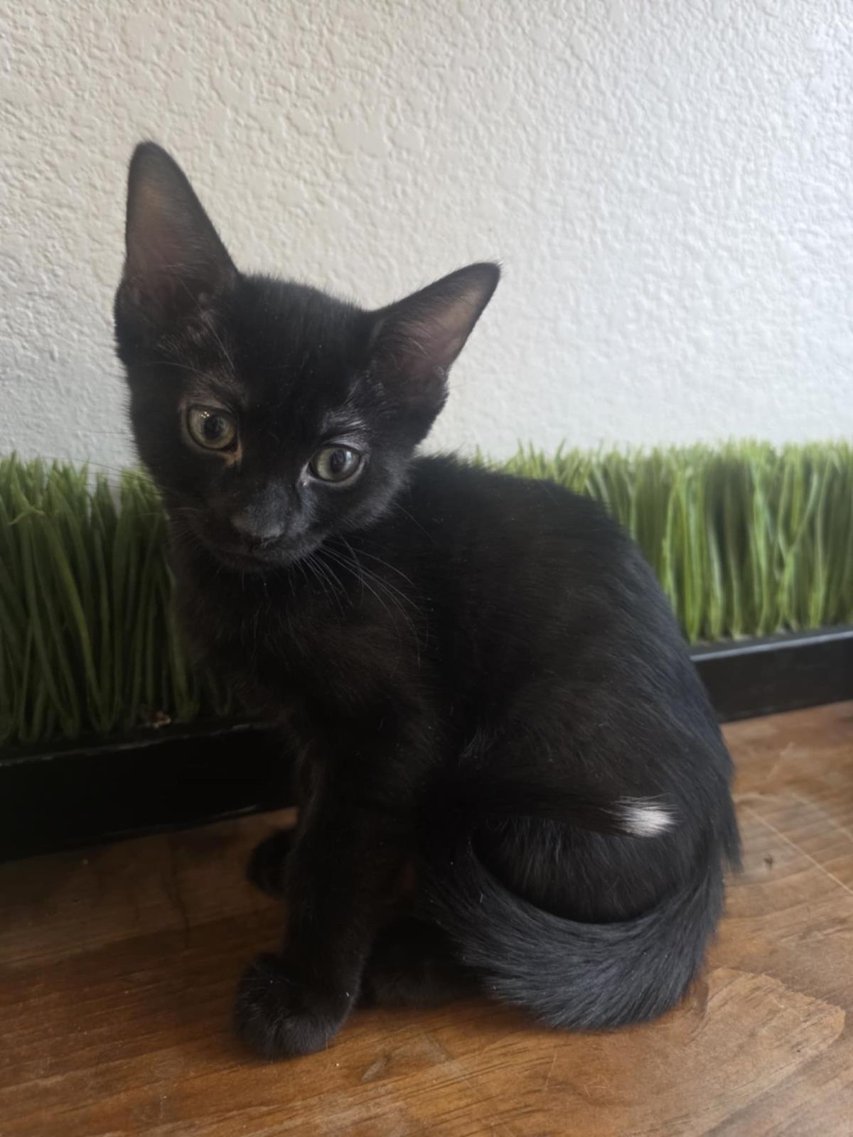 Photo of Q-tip Onyx