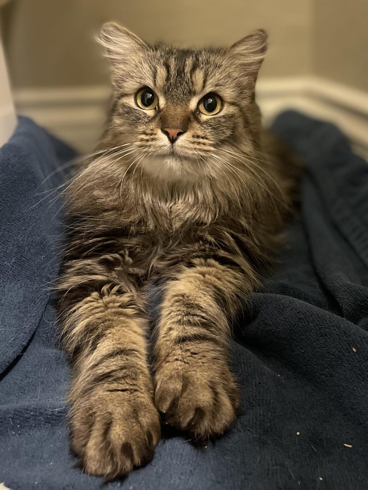Photo of Bobcat Seger