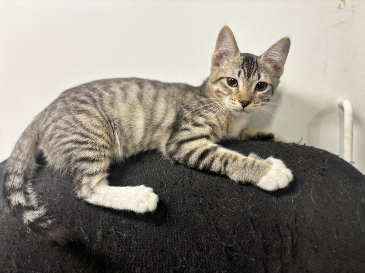 Photo of Lullaby Bumble