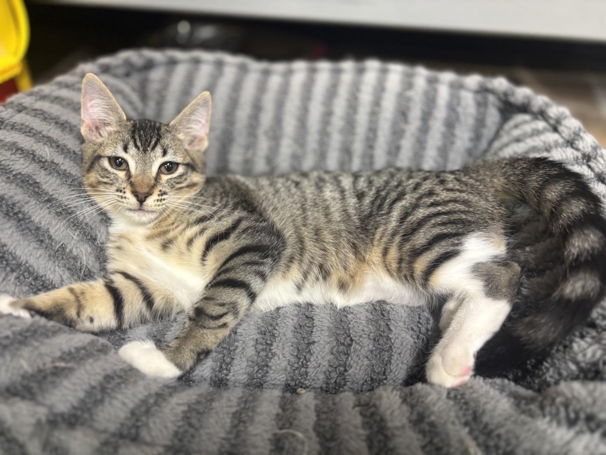 Photo of Lullaby Bumble