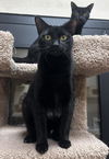 adoptable Cat in Chandler, AZ named Dolly Fuoco Bonded With Dot Fuoco