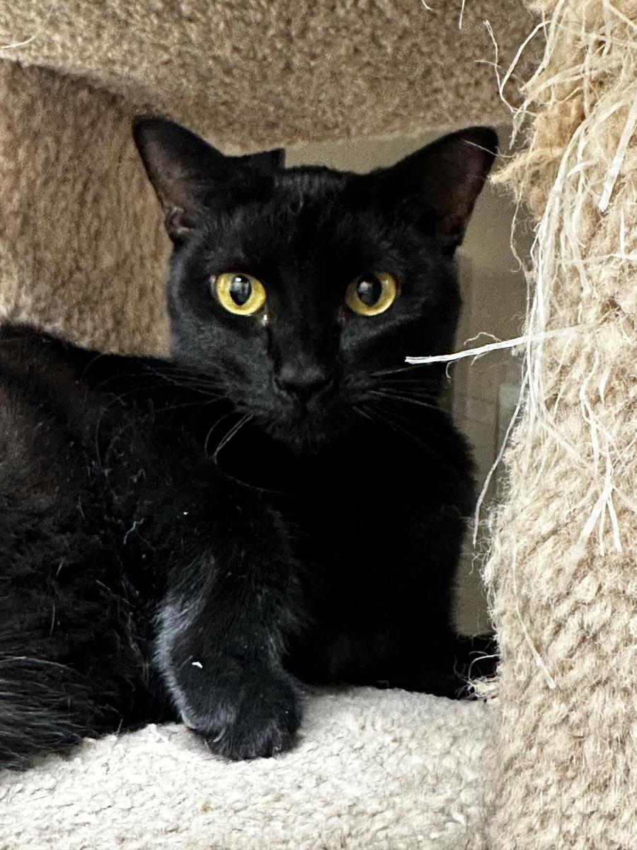 Photo of Dolly Fuoco Bonded With Dot Fuoco