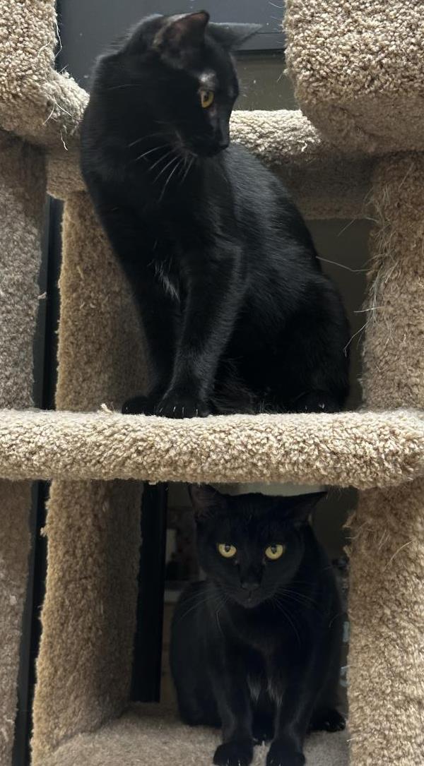Photo of Dot Fuoco Bonded With Dolly Fuoco