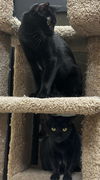 adoptable Cat in Chandler, AZ named Dot Fuoco Bonded With Dolly Fuoco