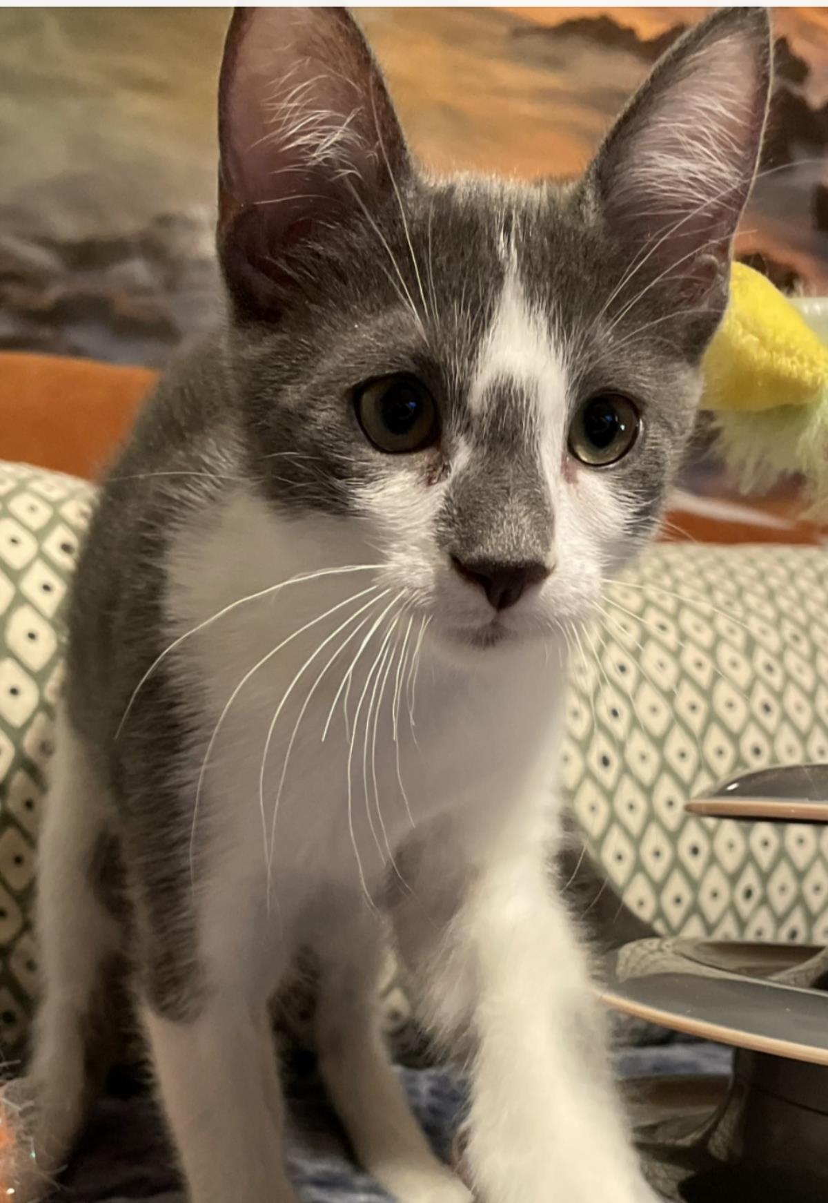 Photo of Calypso Trois