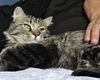 adoptable Cat in Chandler, AZ named Duncan Titan