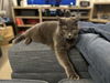 adoptable Cat in Chandler, AZ named Lucy Piper Koko