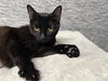 adoptable Cat in Chandler, AZ named Goldie Bear