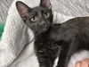 adoptable Cat in Chandler, AZ named Spirit Bear
