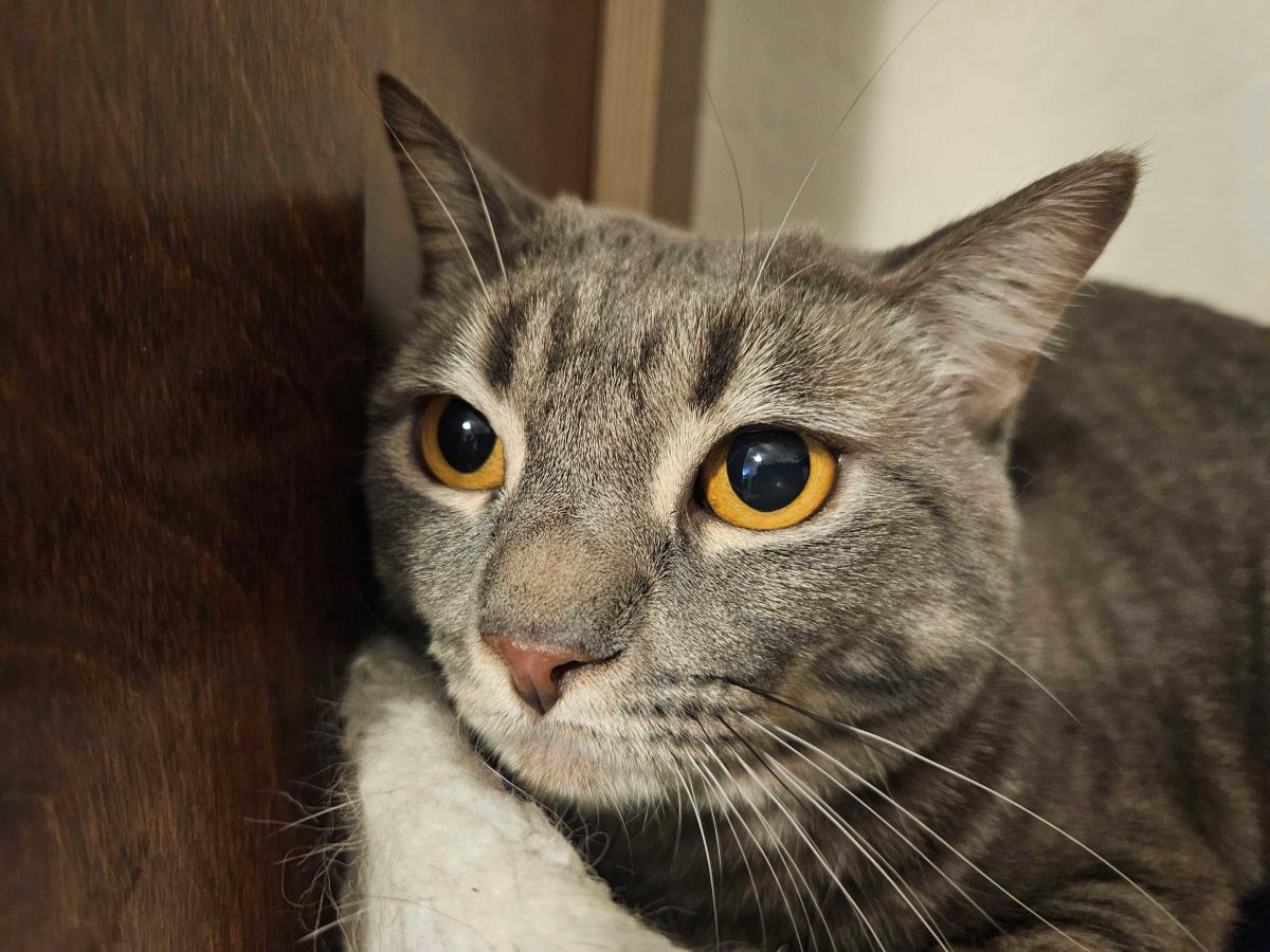 Photo of Shadow Royalmew