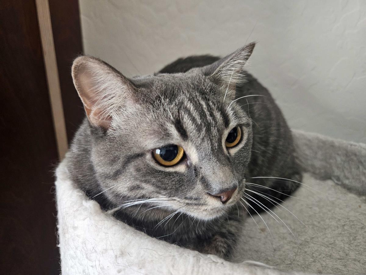 Photo of Shadow Royalmew