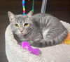 adoptable Cat in  named Shadow Royalmew