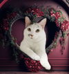 adoptable Cat in Chandler, AZ named Oscarita Roofcat