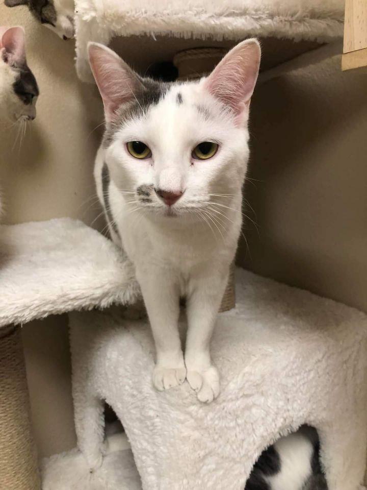 Photo of Oscarita Roofcat