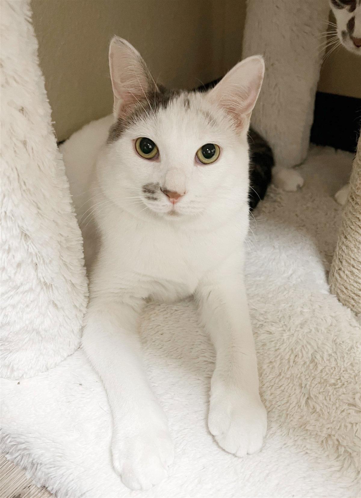 Photo of Oscarita Roofcat