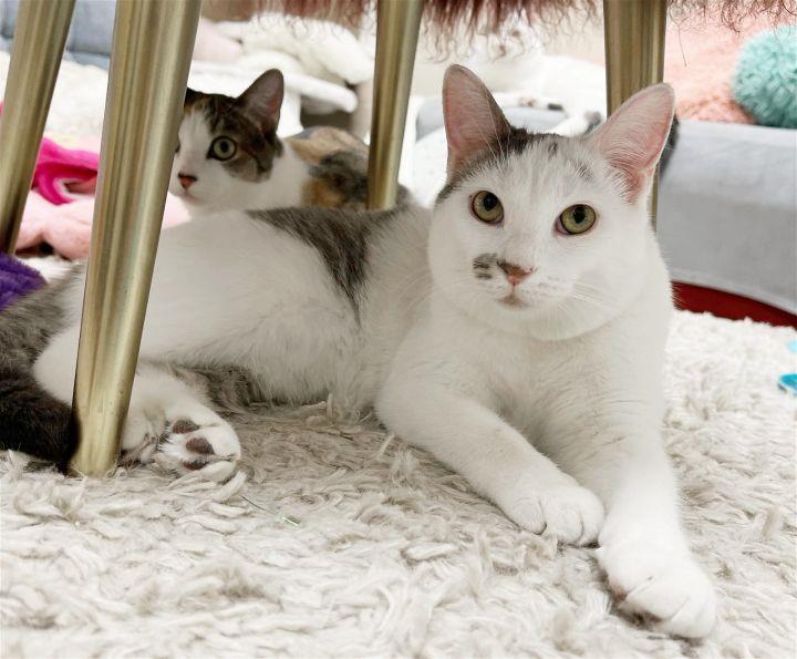 Photo of Oscarita Roofcat
