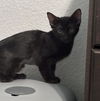 adoptable Cat in  named Smiley Clawford