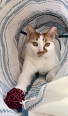 adoptable Cat in Chandler, AZ named Sergeant Schultz Jacot