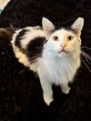 adoptable Cat in  named Bubbles Rotem