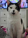 adoptable Cat in Chandler, AZ named Millie Mews