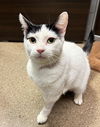 adoptable Cat in Chandler, AZ named Hazel Nut