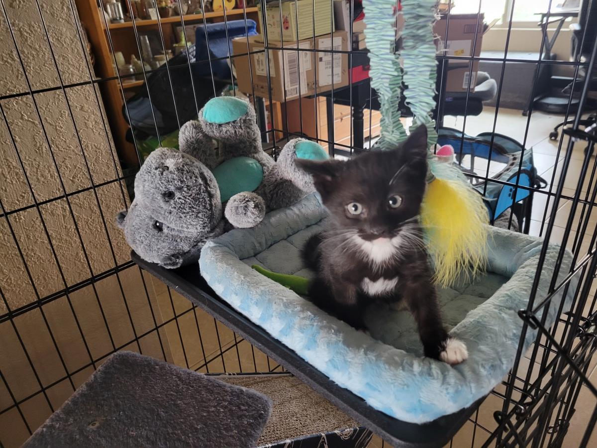 Photo of Pickleton(pickles) Nickl