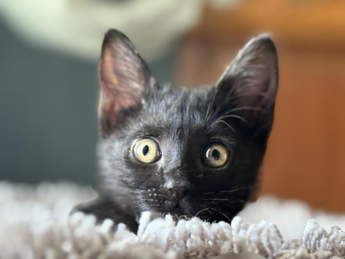 Photo of Pipsqueak Magee