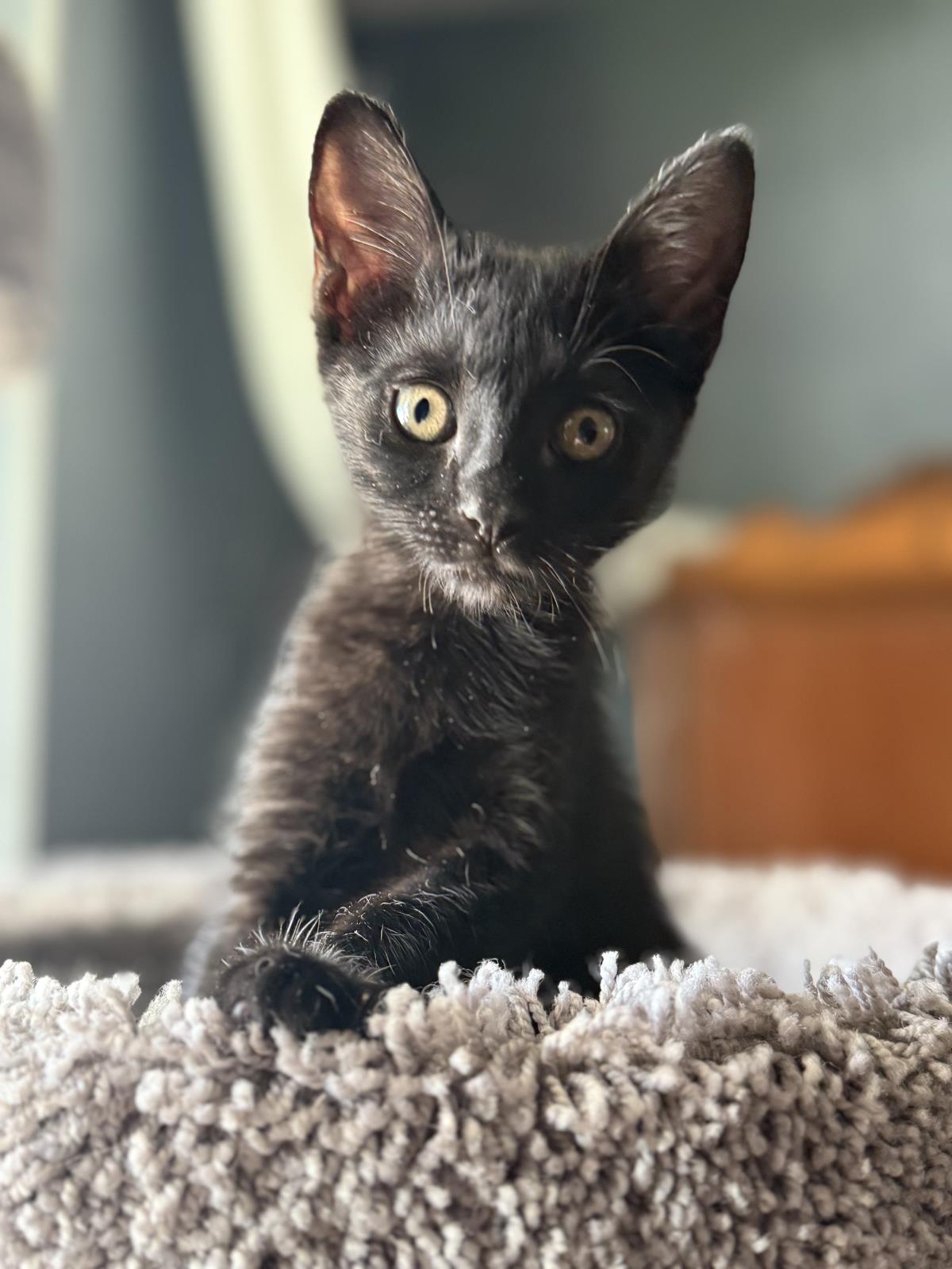 Photo of Pipsqueak Magee