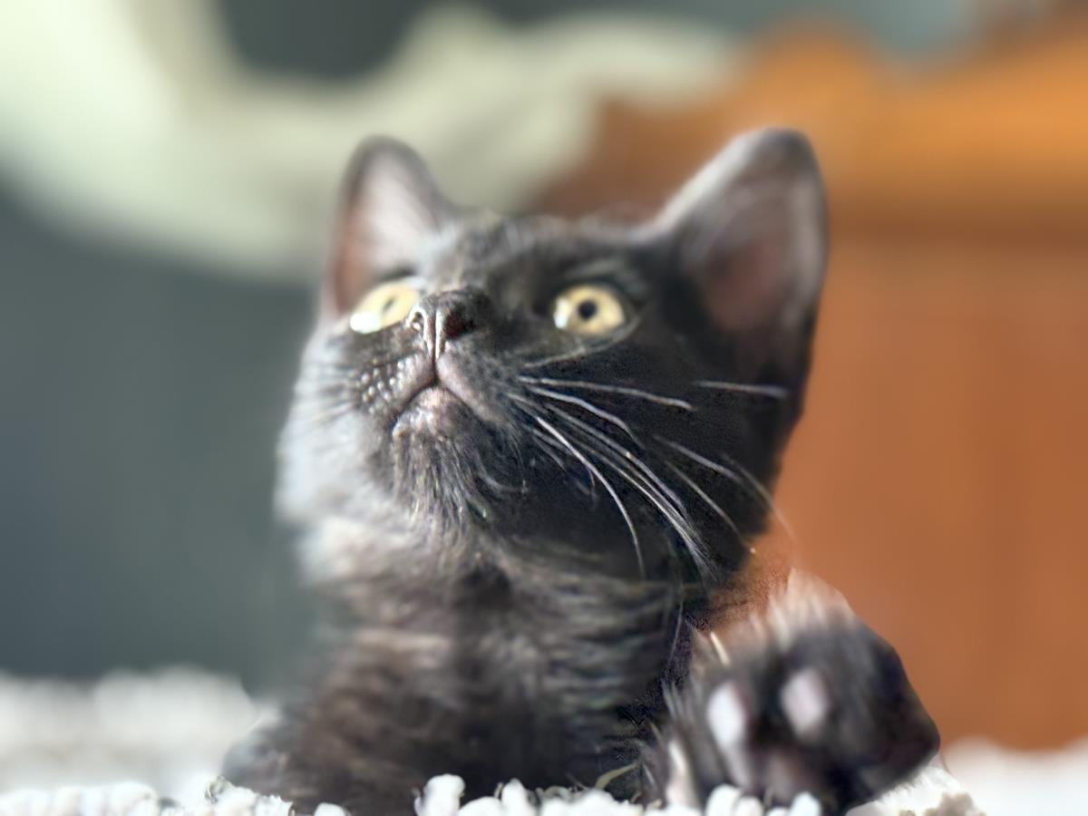 Photo of Pipsqueak Magee