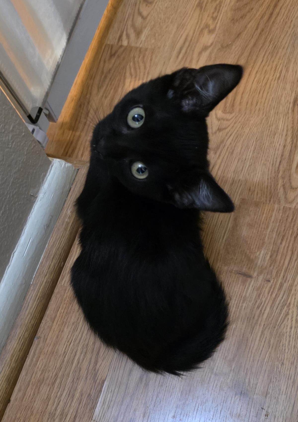 Photo of Kahlua Raz