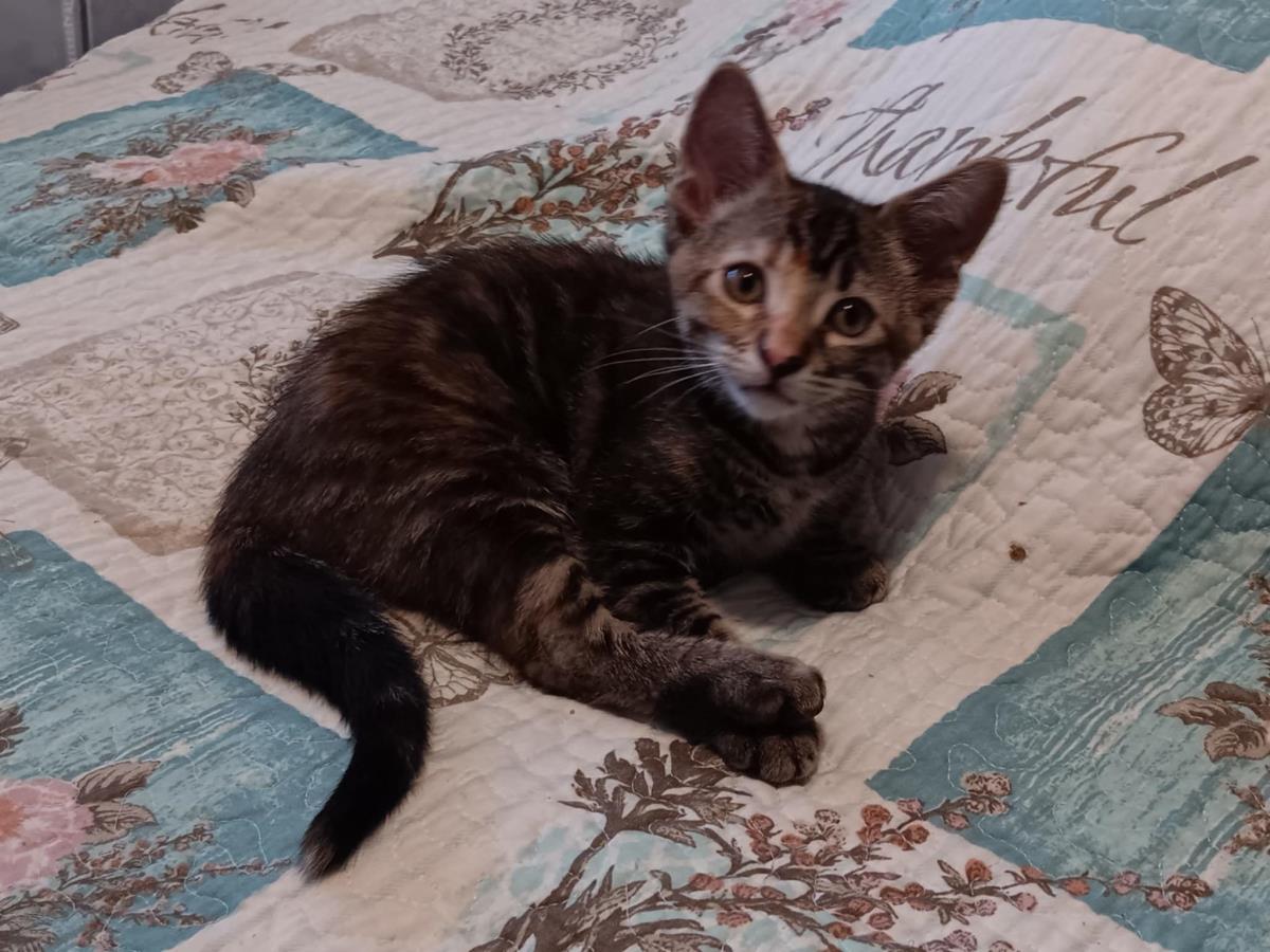 Photo of Mia-meow Macadamia