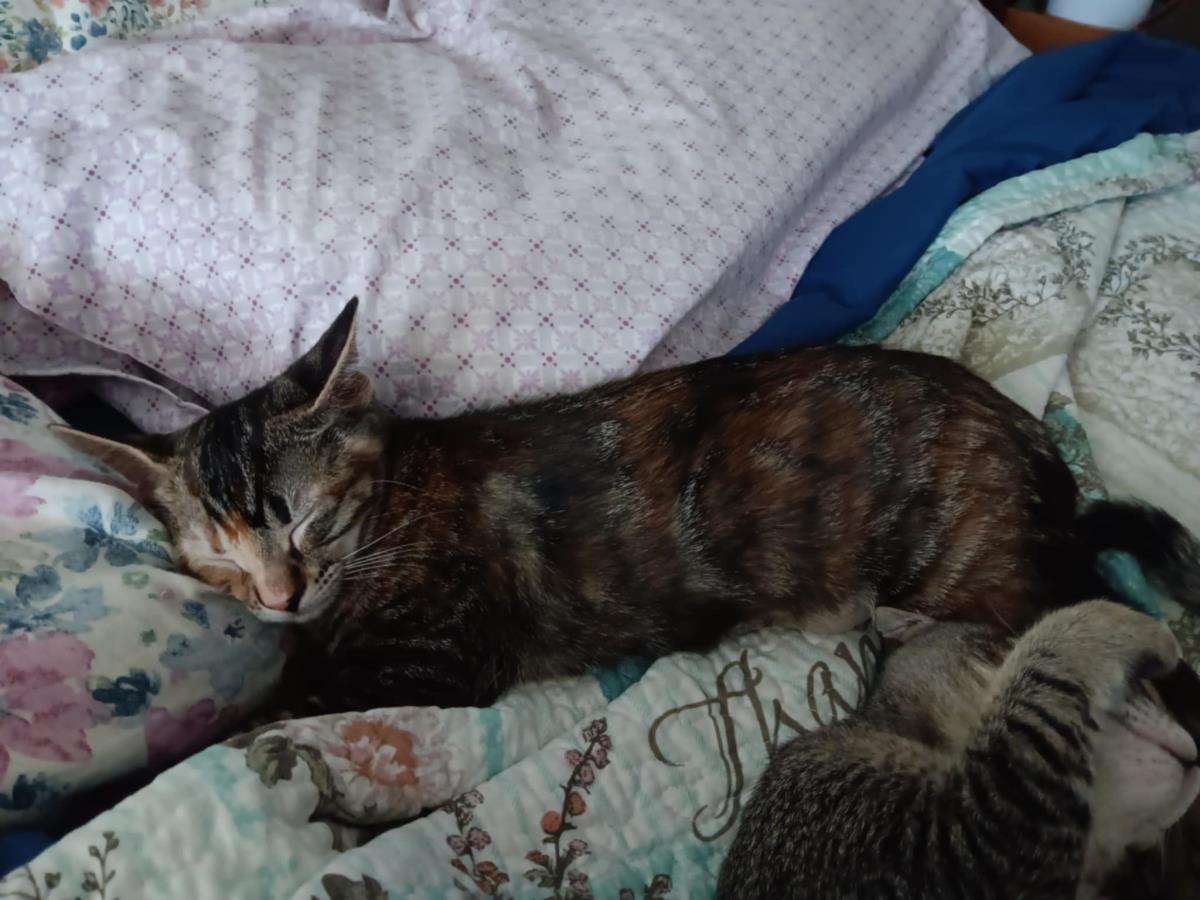 Photo of Mia-meow Macadamia