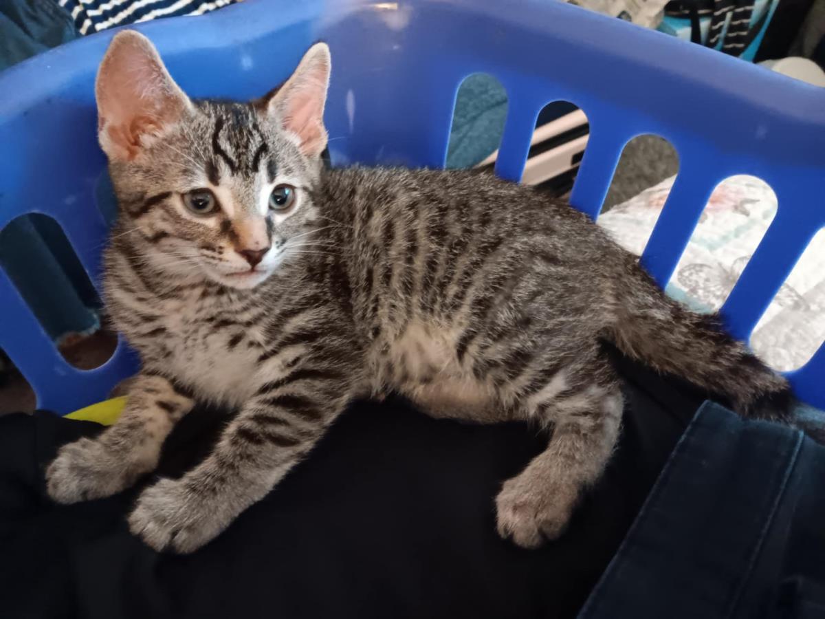 Photo of Moki Macadamia