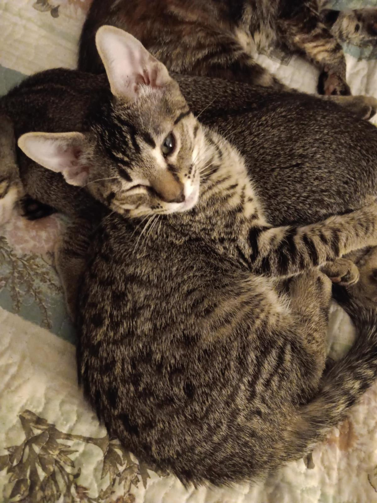 Photo of Moki Macadamia