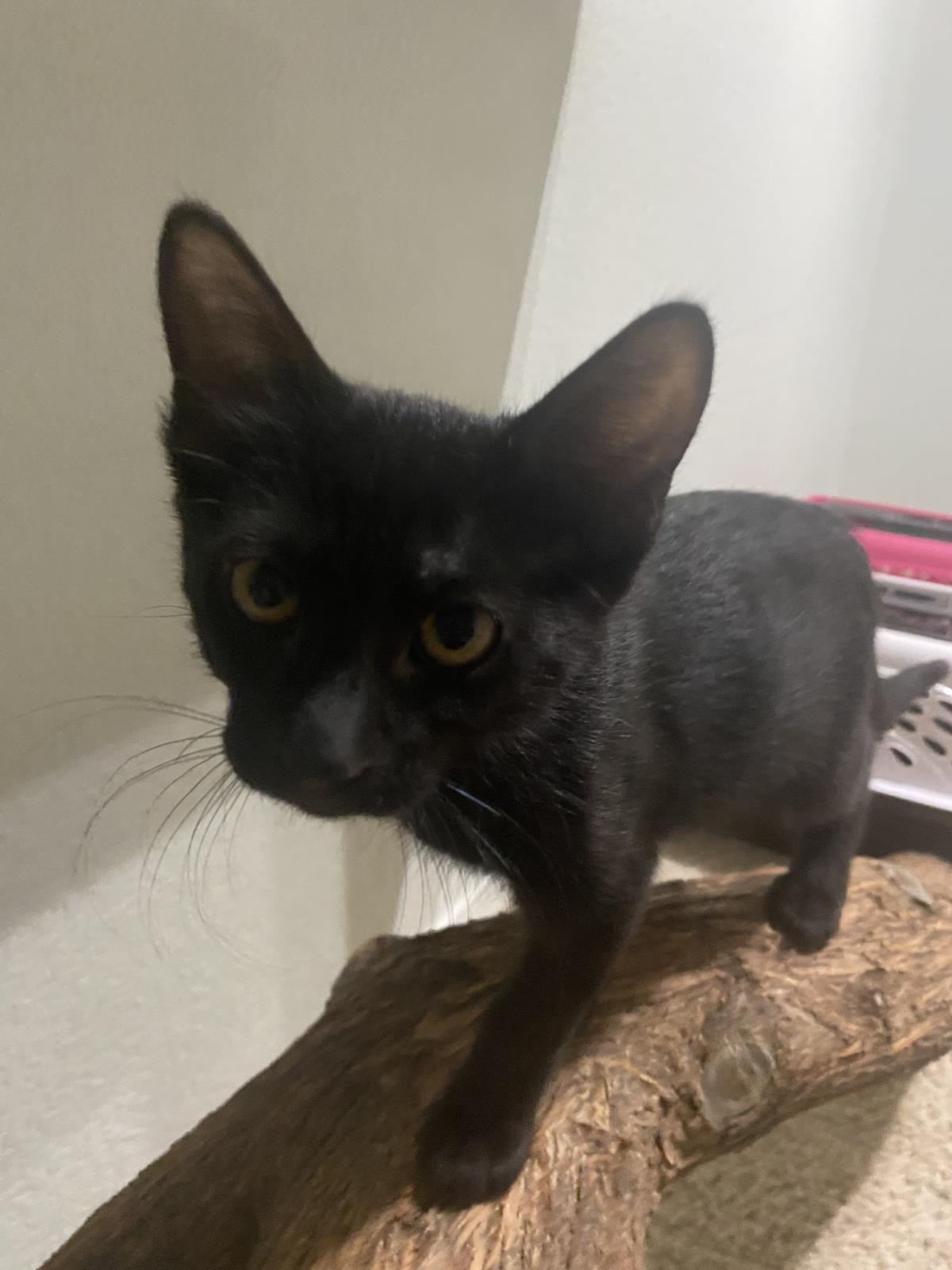 Photo of Cam Purr