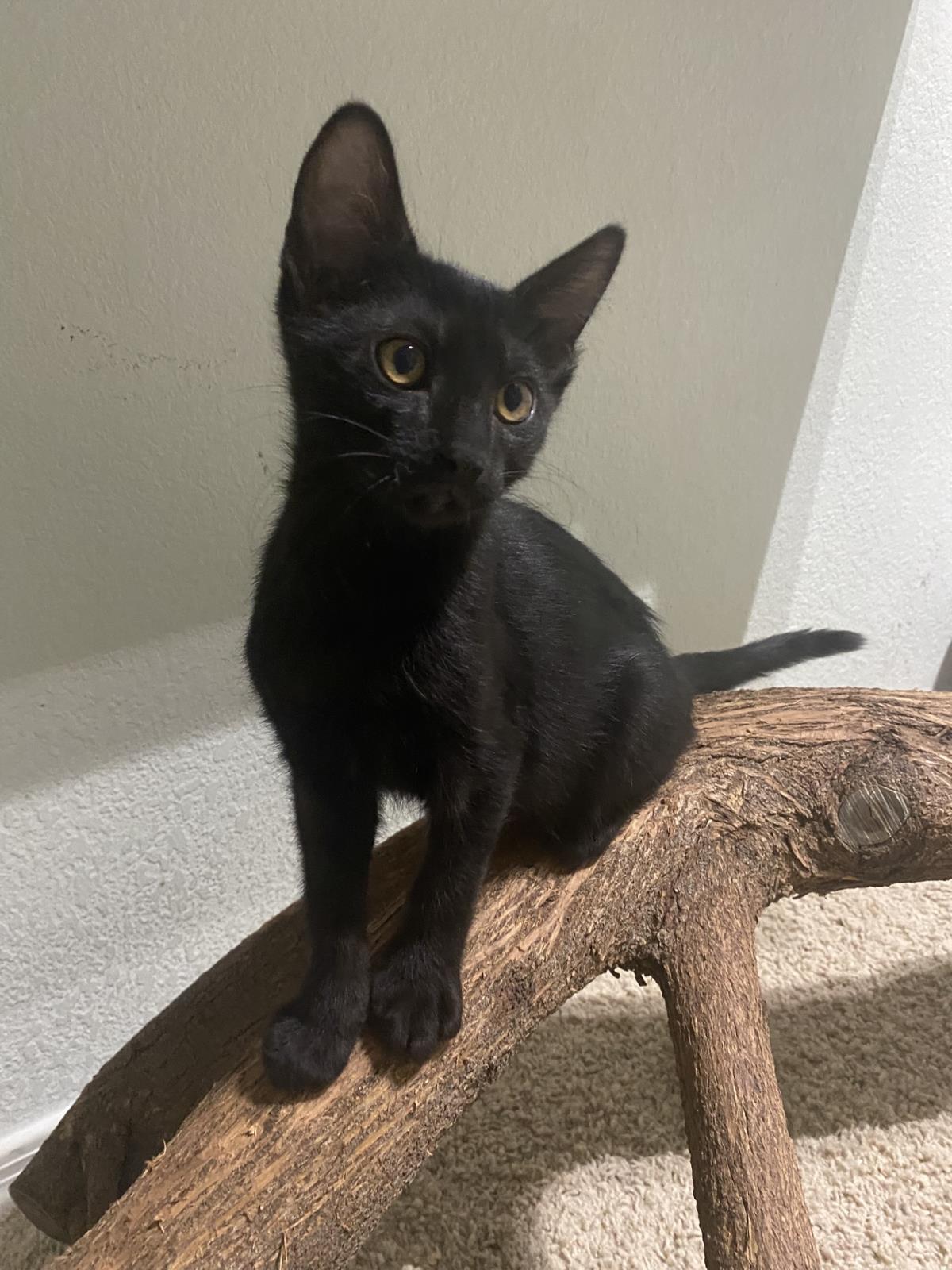 Photo of Cam Purr