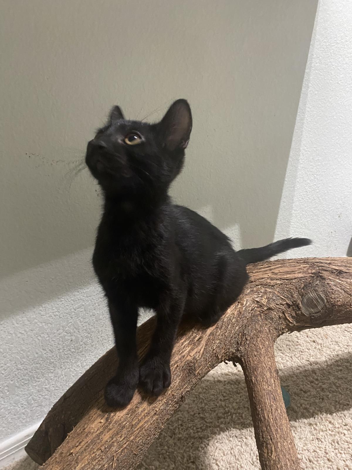 Photo of Cam Purr