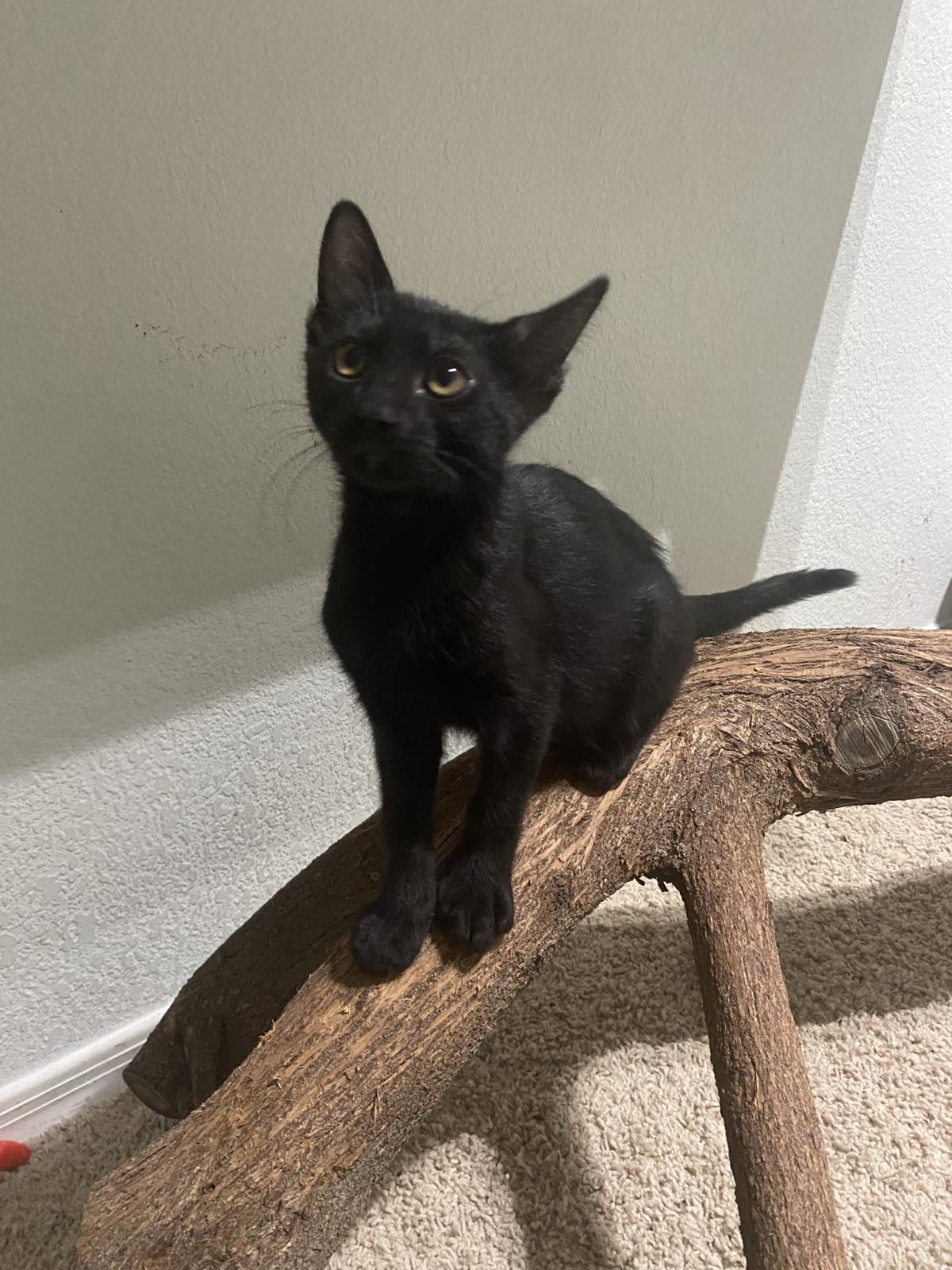 Photo of Cam Purr