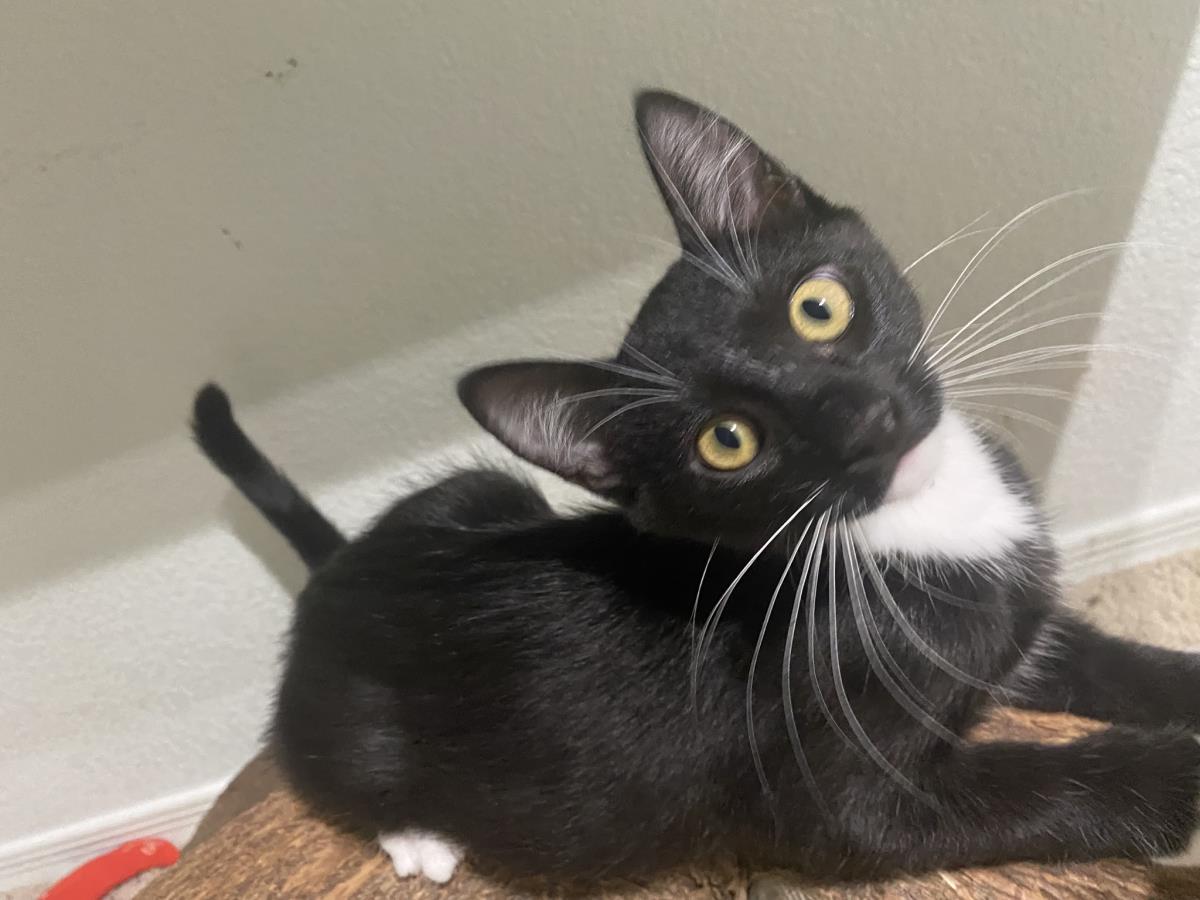 Photo of Zip Purr