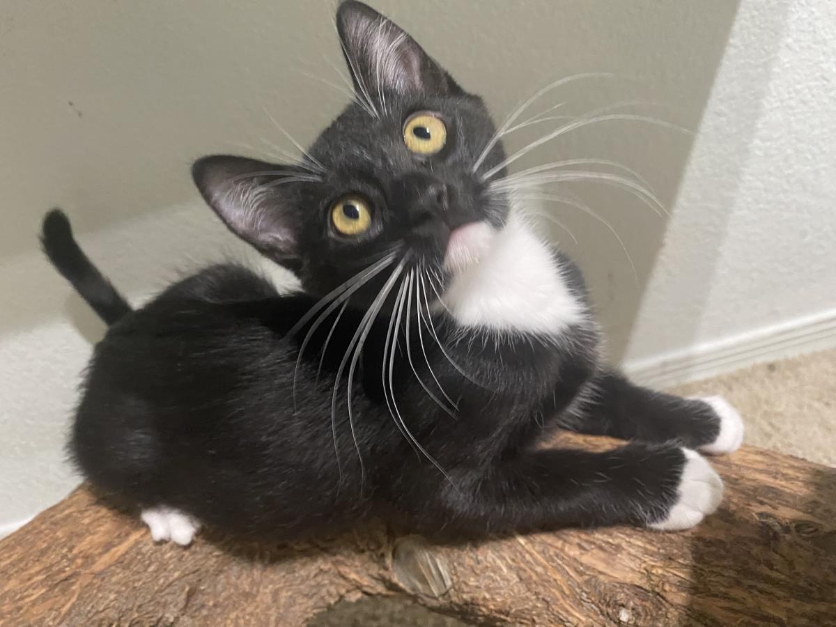 Photo of Zip Purr