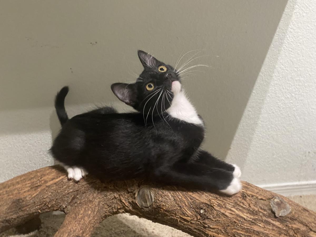 Photo of Zip Purr