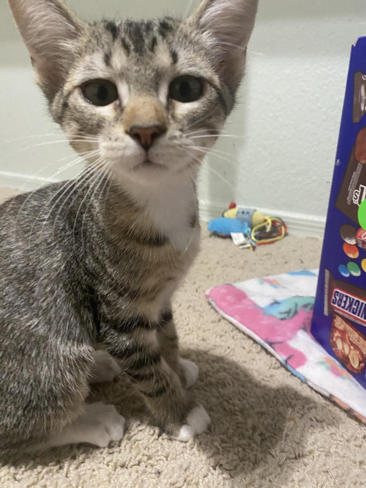 Photo of Wisp Purr